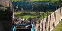 Kenya moves zebras to feed marauding lions