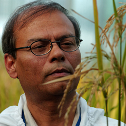 Are US regulators dropping the ball on biocrops?