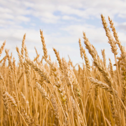 FAO: Wheat prices not yet a threat to inflation
