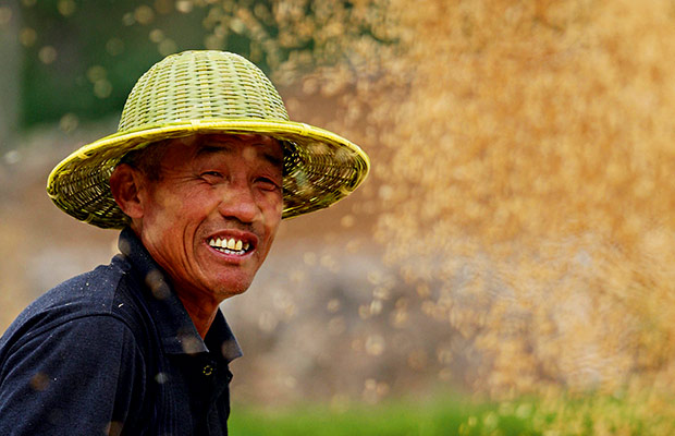 A Chinese farmer harvesting wheat