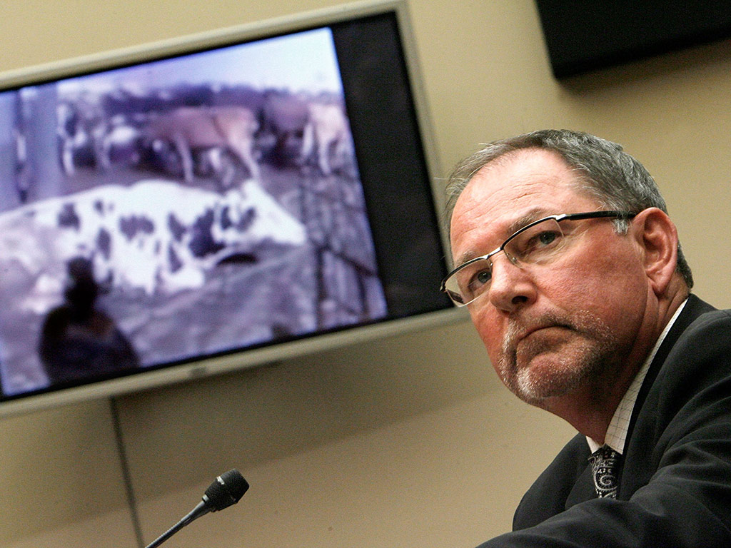 Westland/Hallmark Meat Co. CEO Steven Mendell watches a video of 'downer' cattle at his slaughterhouse while he testifies before the House Energy and Commerce Committee on Capitol Hill March 12, 2008 in Washington, DC