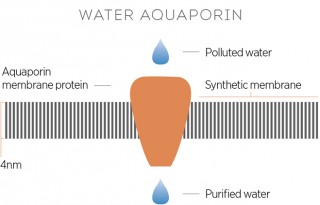 Water-aquaporin