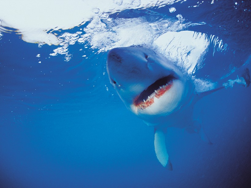 Sharks are attacking the The New Economy